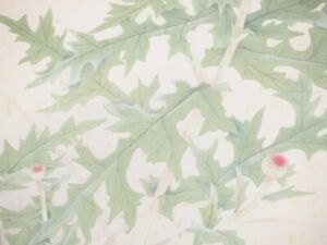 Hanger Scroll Japanese Painting Japan Flower Thistle Old Art F867