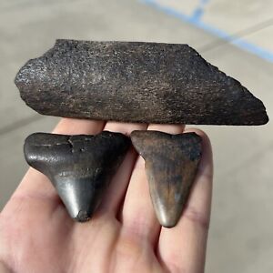 Assorted Set Of 3 Real Fossils Found Diving Off The Coast Of North Carolina 