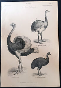 1870 Mackenzie Co Original Antique Print Of Ostrich Nandu Cassowary Birds
