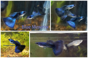 Trio Blue Moscow Guppies