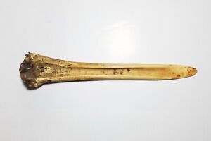 Cassowary Bone Dagger Antique Papua New Guinea Sepik River Headhunters