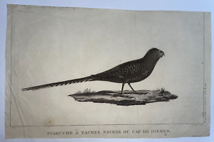 Van Diemen Parriot 1797 Voyage De La Perouse Large Antique View