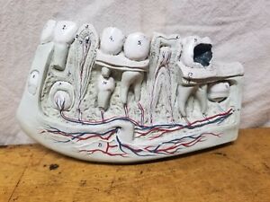 Vintage 3d Anatomical Model Human Teeth W Cavity Nystrom Life Like Models